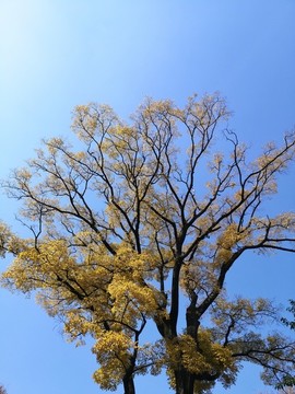 仰拍大樹