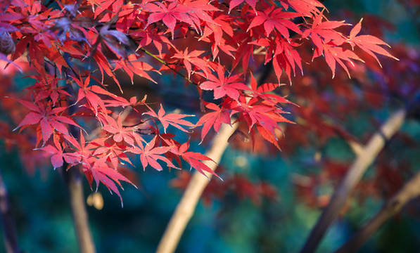 紅色雞爪槭紅楓