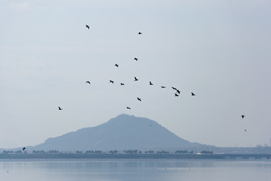 湖光山色與水鳥