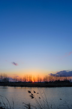 夕陽與蘆葦