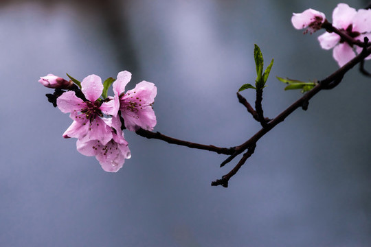 一枝桃花