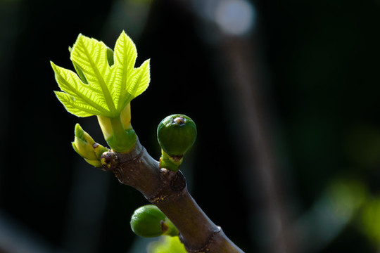 無(wú)花果嫩葉