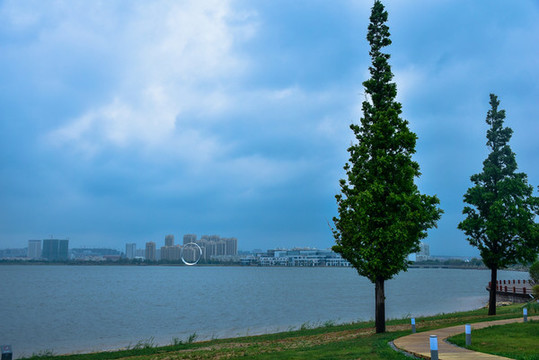 城市公園邊的水杉樹