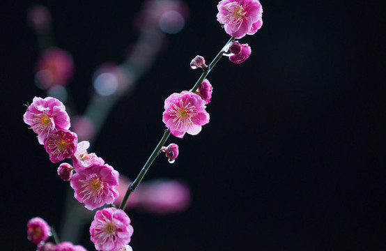 紅梅