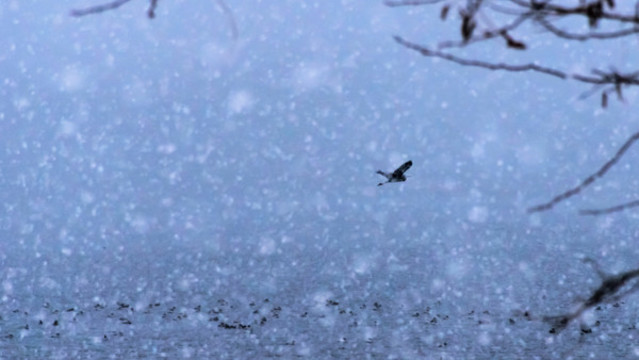 飛雪與飛鳥
