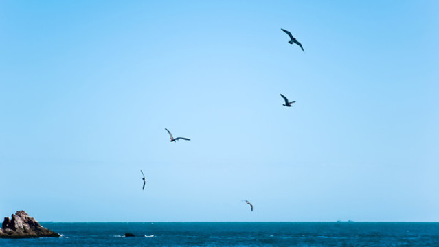 海面上自由飛翔的海鷗