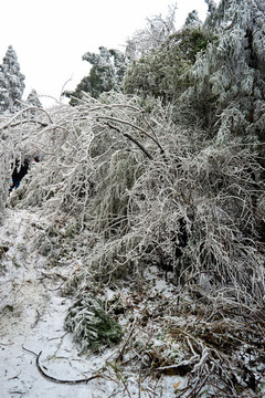 冰掛雪松