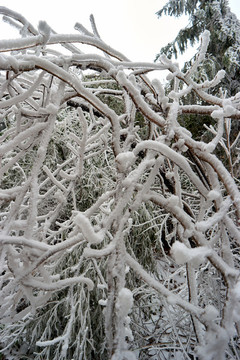 冰掛雪松