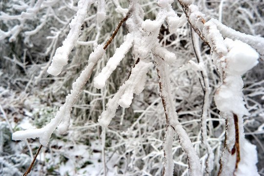 冰掛雪松