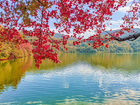 紅楓葉