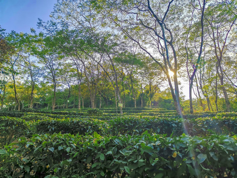 茶園樹林