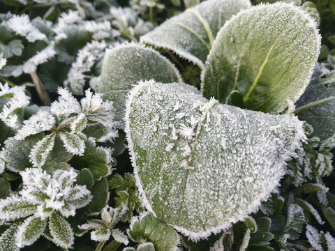 霜花綠葉菜