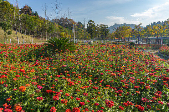 菊花花海
