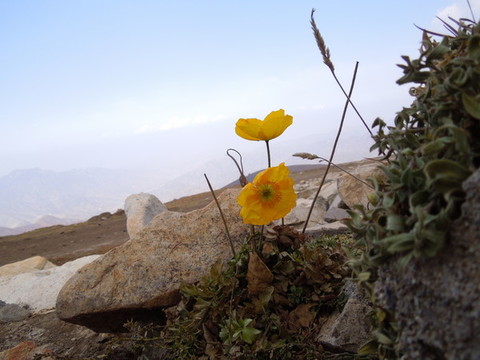 金蓮花