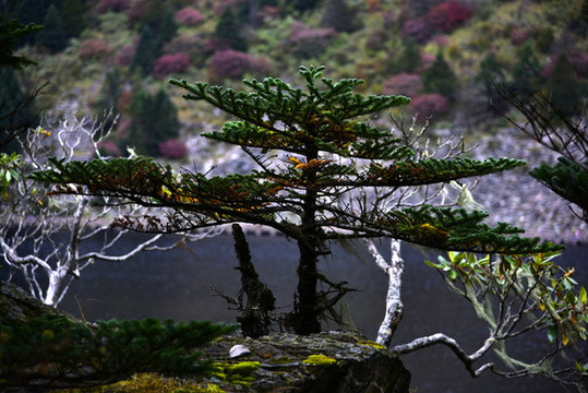 螺髻山高原湖泊森林風(fēng)光
