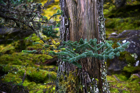 螺髻山高原湖泊森林風(fēng)光
