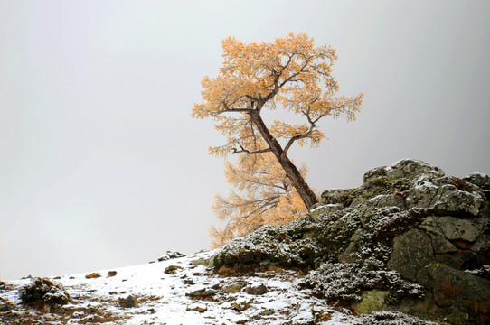 傲雪