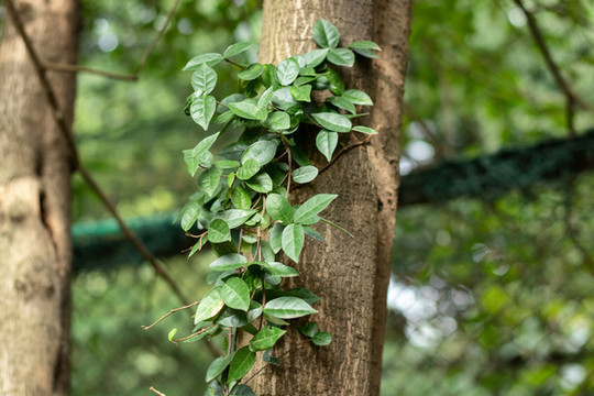 樹(shù)和藤曼