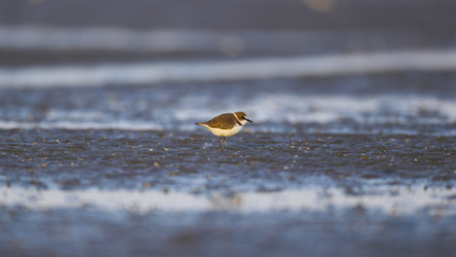 鳥類