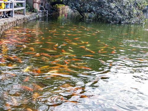 觀賞魚