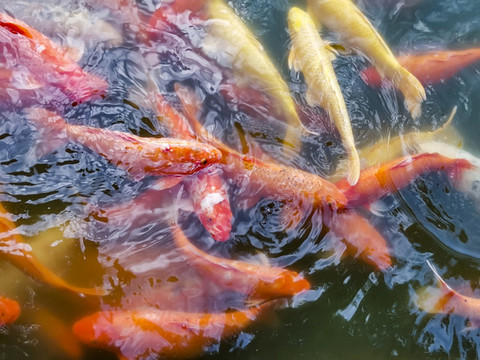 觀賞魚