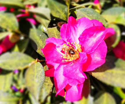 采花大盜蜜蜂