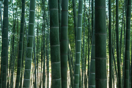 楠竹