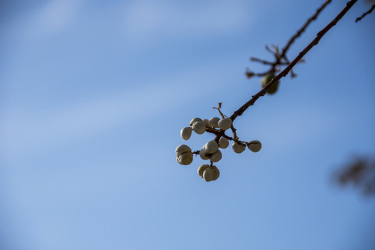 樹枝