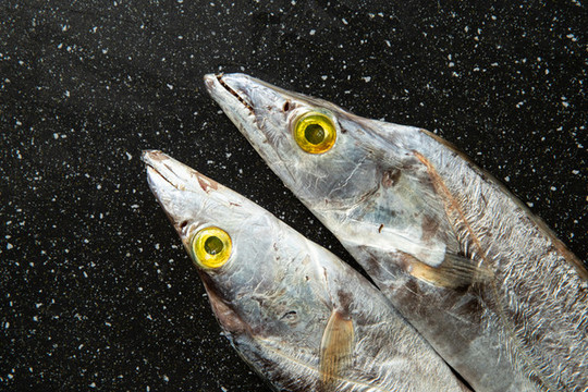 冰鮮帶魚(yú)