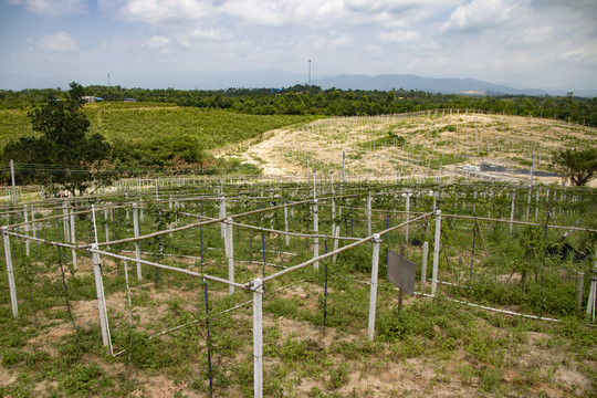 黃金百香果種植基地