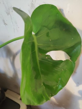 龜背竹