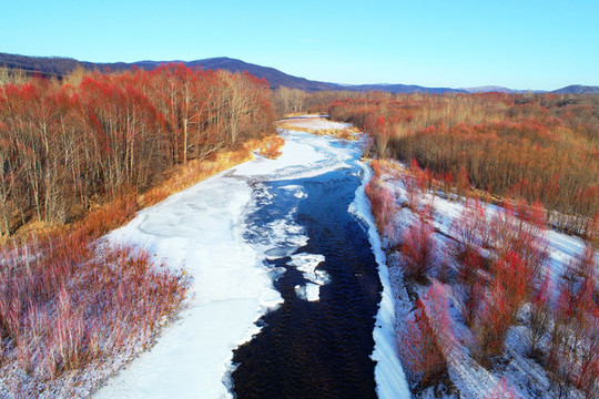 冰河紅樹林雪景