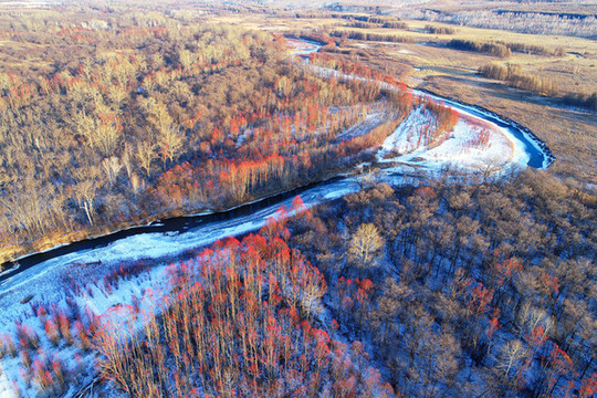 冰河紅樹(shù)林雪景