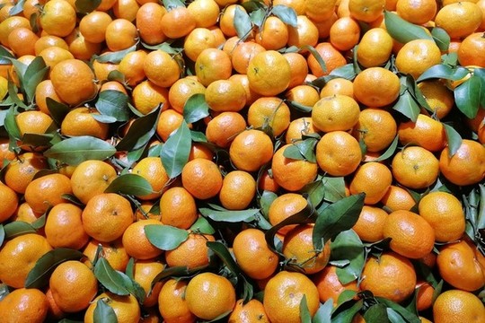 沙糖桔