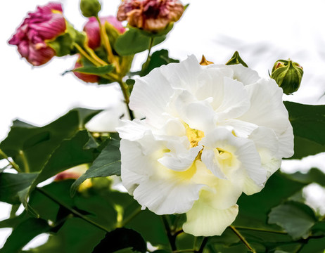 木芙蓉