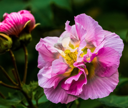 木芙蓉