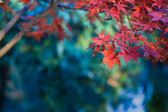 紅楓葉雞爪槭