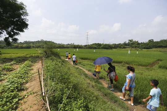 農(nóng)田小路