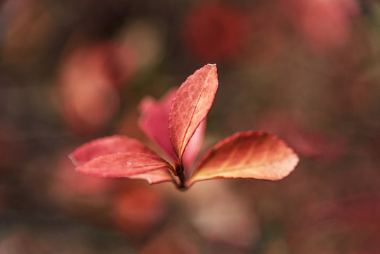 紅葉