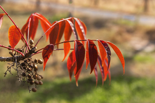 紅葉