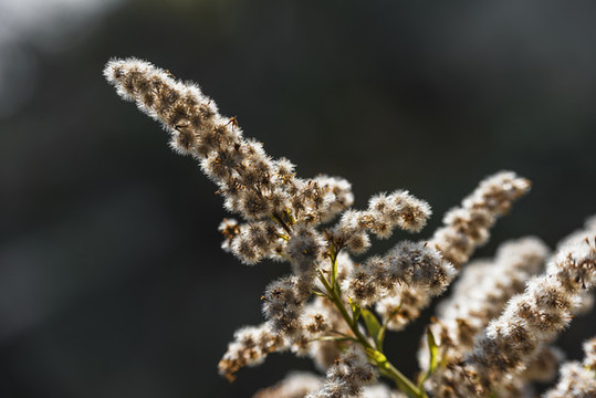 野草