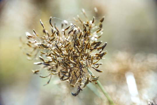 野草