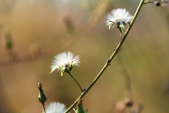 野草