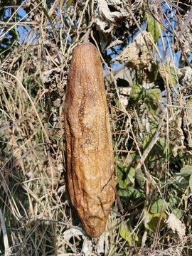 絲瓜
