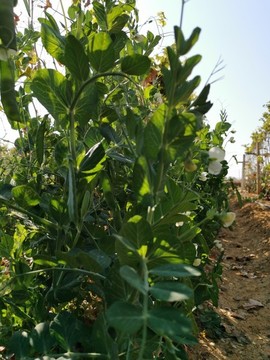 豌豆種植基地