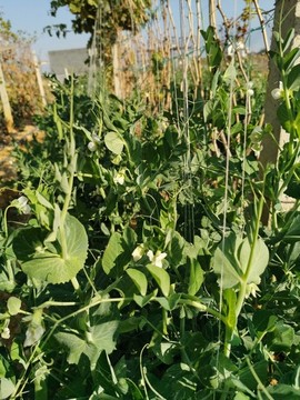 豌豆種植基地