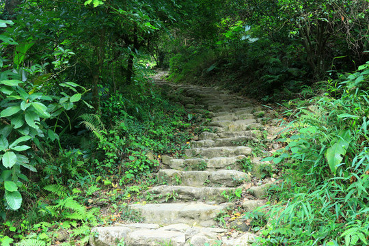 山路高山樹木綠葉臺階