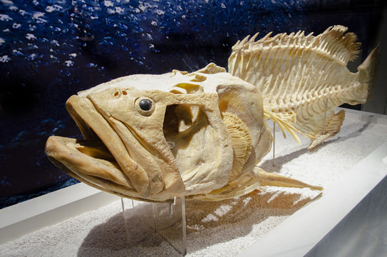 石斑魚(yú)骨骼標(biāo)本