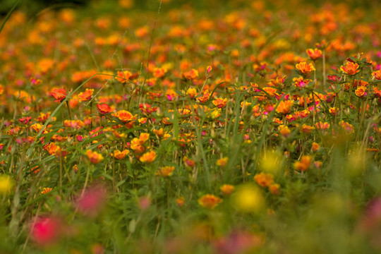 花背景