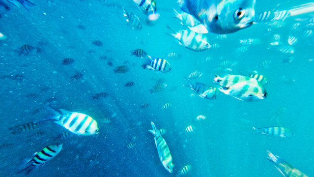 海底熱帶魚